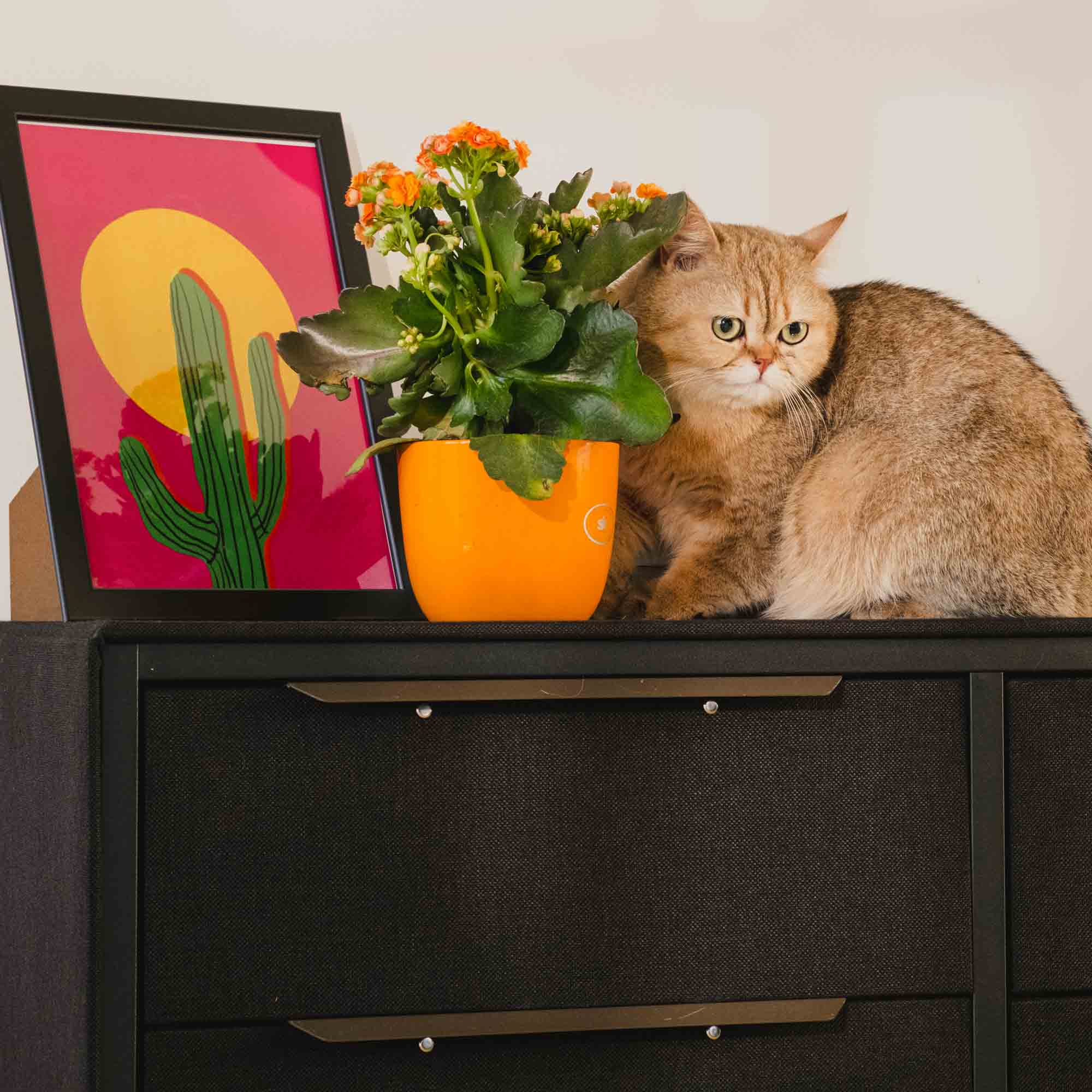 Pet Supply Storage Ideas for Apartments and Bedrooms